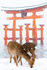Obraz premium MIYAJIMA, JAPAN -15 JAN 2017- Landscape view of the island of Itsukushima (Miyajima) on a snowy day, home to the red floating torii gate to the Itsukushima Shrine.