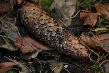 Fototapeta premium BS-19