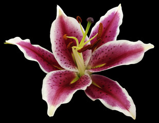 lily red-white flower on a black background isolated  with clipping path. for design..Nature.