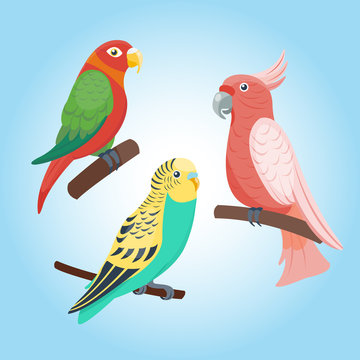 Cartoon tropical parrot wild animal bird vector illustration wildlife feather zoo color nature vivid.