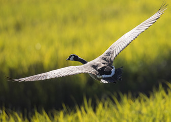 Canada goose, seen flying over a North California marsh