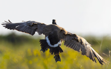 Canada goose, seen flying over a North California marsh