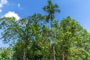 Fototapeta premium Green tree, blue sky and clouds beautiful background in summer