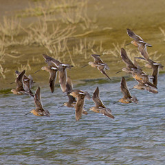 Group of stilt sandpipers, seen  in a North California marsh