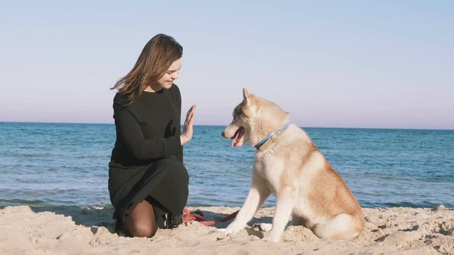 Young female giving high five with siberian husky dog on the beach