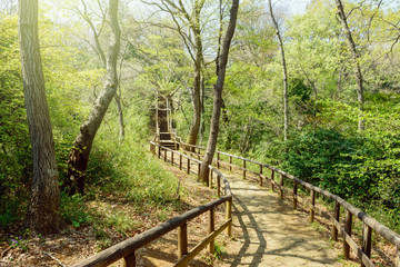 森の中のハイキングトレイル