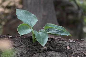 New Life