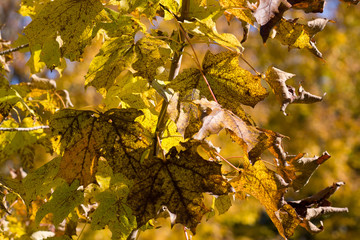 Fall Leaves