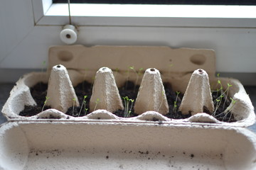 plant seedlings in window sill