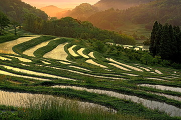 夜明けの大山千枚田