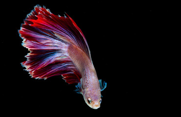 Fototapeta premium Fighting fish