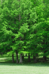Fototapeta na wymiar green trees forest and meadow in spring season