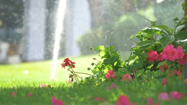 High quality video of sprinkler in the garden in 4k