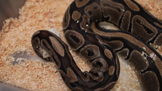Big snake catch his prey