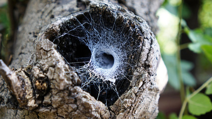 mink from the Web in the hollow