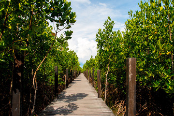 wooden bridge pathway at mangrove forest