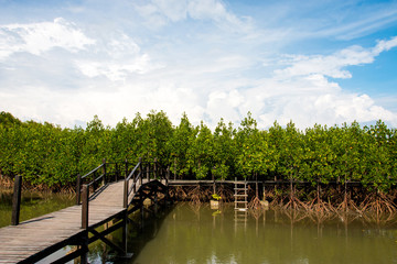 wooden bridge pathway at mangrove forest