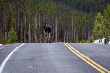Moose on Trail Ridge Road