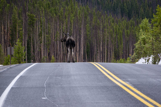 Moose On Trail Ridge Road