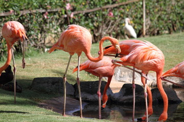 フラミンゴ