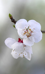 Pear flower blooming