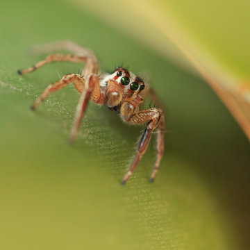 Jumping spider in green leaves