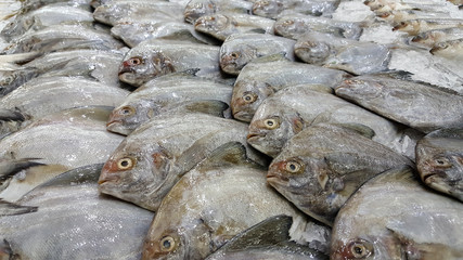 Pomfrets were arranged on ices in a market