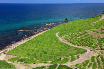 夏の白米千枚田