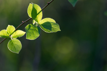 緑輝く森の葉っぱ