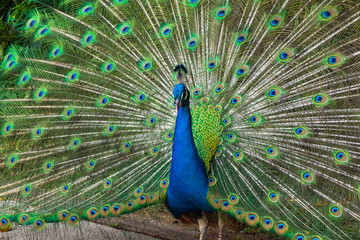Obraz premium Beautiful peacock showing it feather