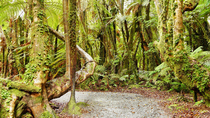Path in a rainforest in New Zealand