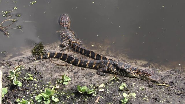 two baby alligators in a pond