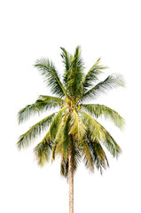Fototapeta na wymiar Coconut tree on white background
