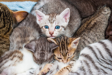 Naklejka na ściany i meble Closeup to Blue Eyes Kitten with Family