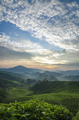 Beautiful scenery at tea farm during sunrise located at Cameron Highland, Malaysia