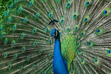 Fototapeta na wymiar Portrait of beautiful peacock showing it feathers