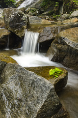 Beautiful nature, wet rock and fern leaf surrounded by green tropical forest and river