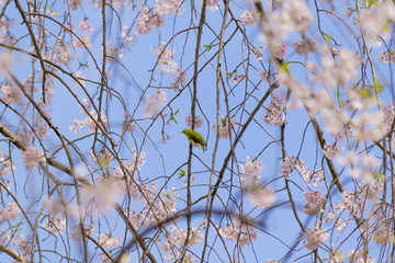 シダレザクラの枝にとまるメジロ