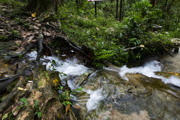 Beautiful nature of tropical rain forest and river