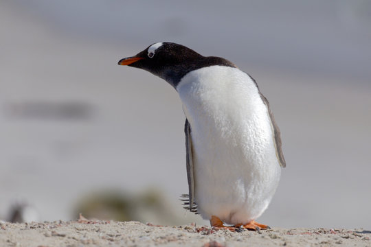 Stretching Gentoo penguin at Falkland Islands.