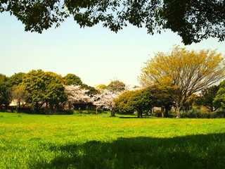 桜咲く水元公園風景