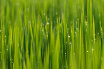 Fototapeta na wymiar 雨上がり雫が光る稲の苗