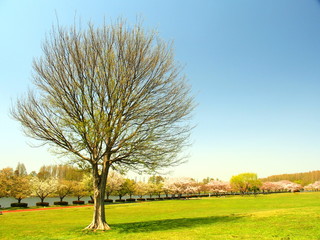 Obraz premium 草原と立ち木と桜