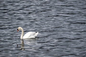 goose swimming in the river