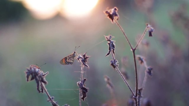 Late afternoon sunset light - a butterfly perched on a dry twig with spiderwebs blowing in the wind