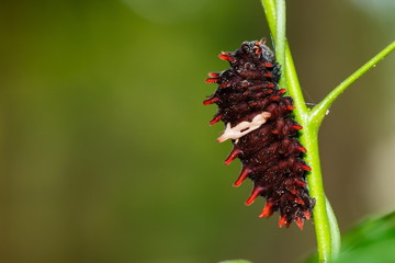 The worm,caterpillar, a worm on a tree.
