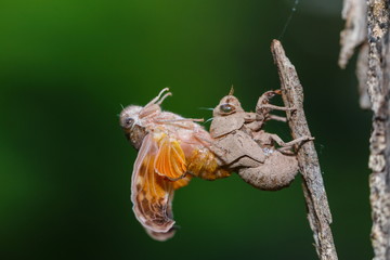 Cicada,insect,Cicada changing its with last molt - the transformation into an adult insect. - obrazy, fototapety, plakaty