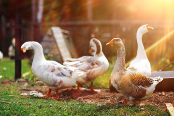 Geese and sheep on a farm