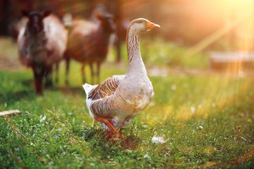 Geese and sheep on a farm