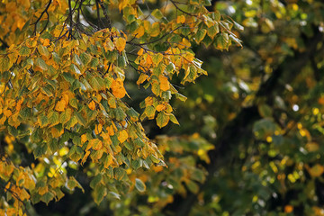 Yellowed dry leaves on branches